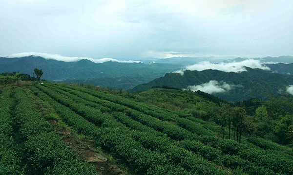 南湖山茶業(yè)