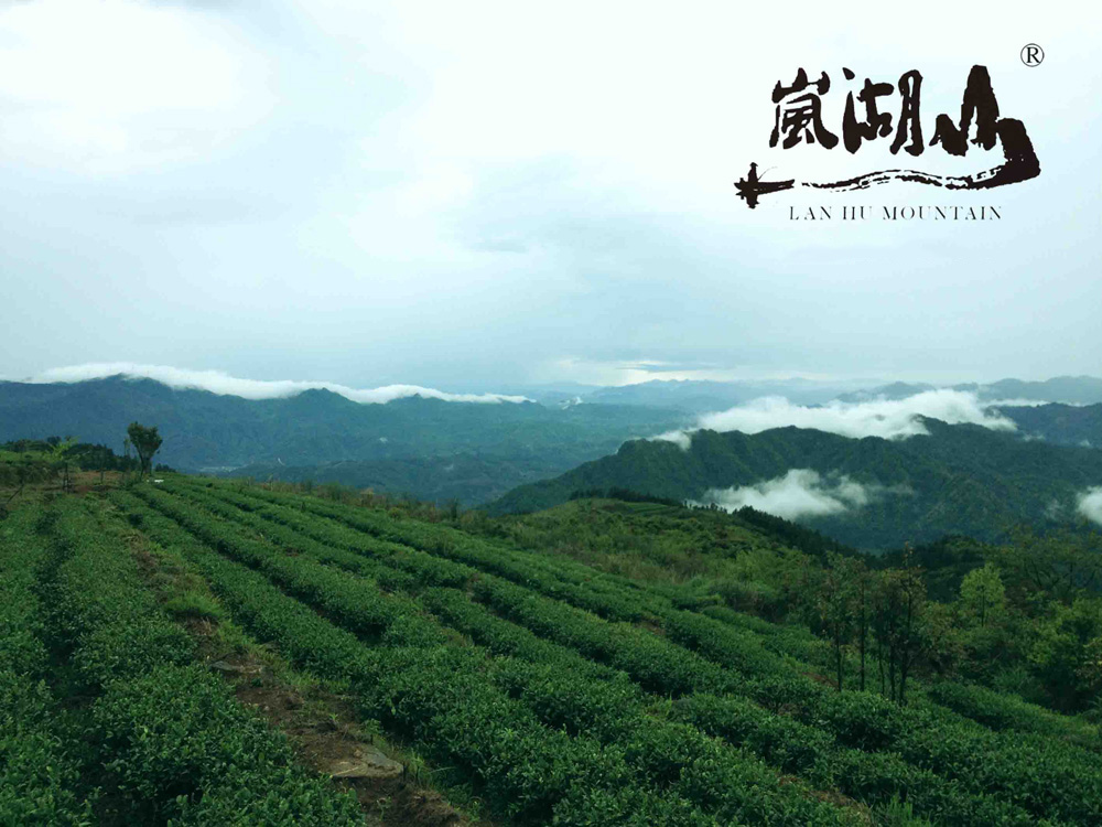 南湖山茶業(yè)