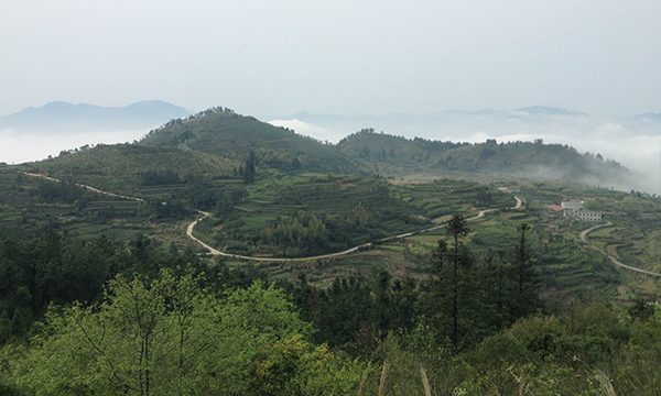 南湖山茶業(yè)