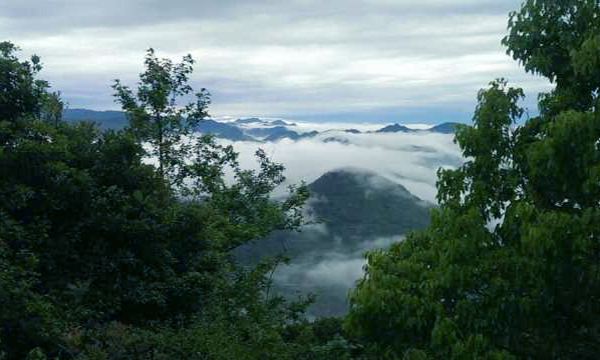 南湖山茶業(yè)